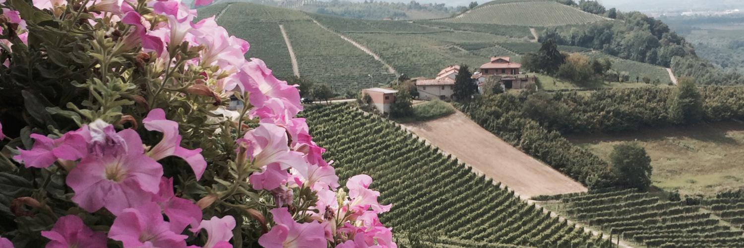zoppirocco's profile banner image
