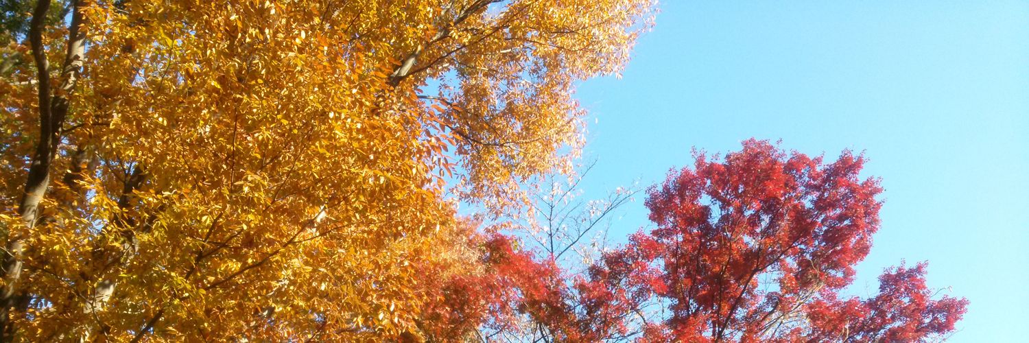 1111me_1's profile banner image