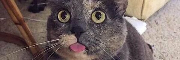 tutiluneko's profile banner image