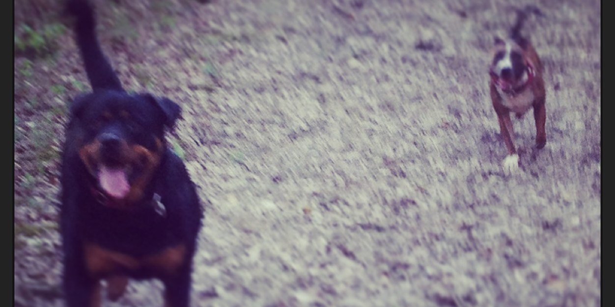 ADOGSBIZ's profile banner image