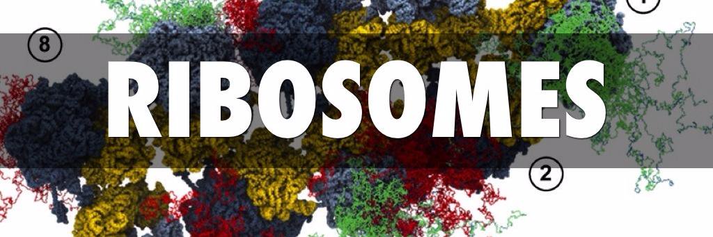 ribosomes77's profile banner image