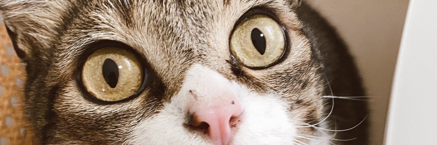 sttorrms's profile banner image