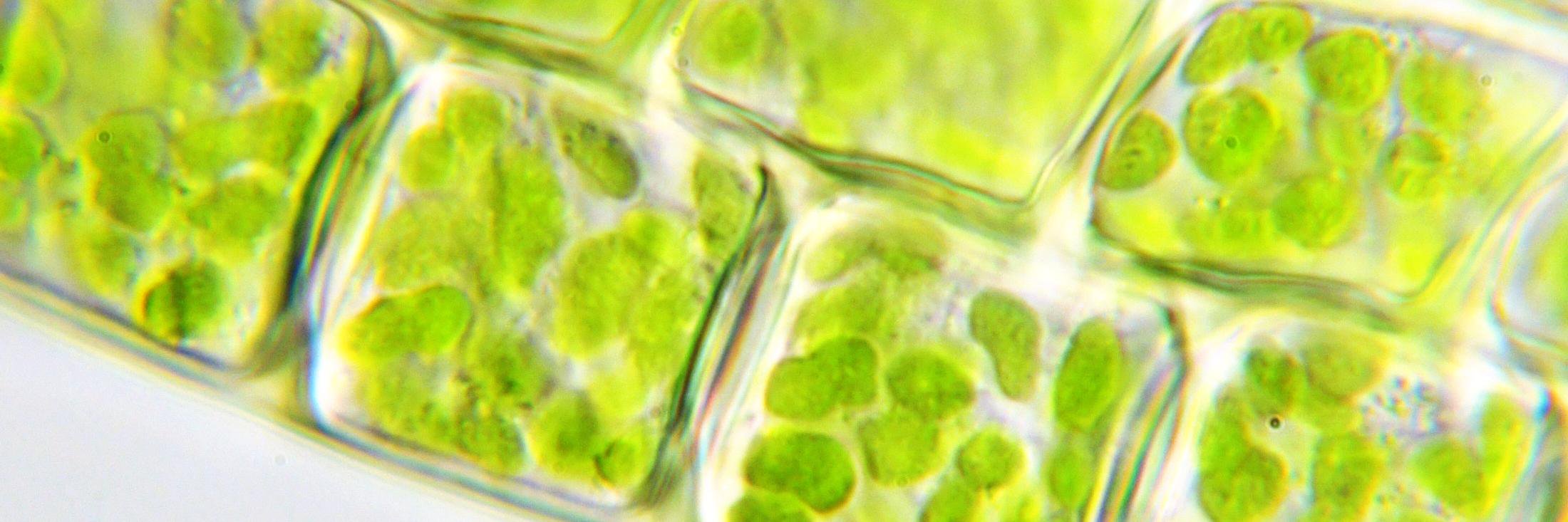 chloroplast101's profile banner image