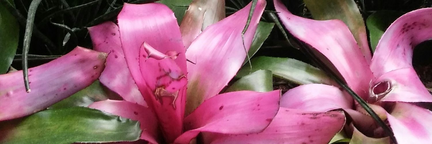 Lockett ⚾🦋 banner