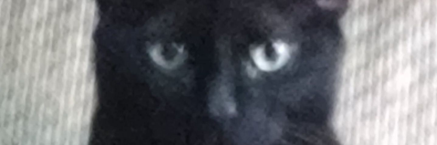 CatMom1964's profile banner image