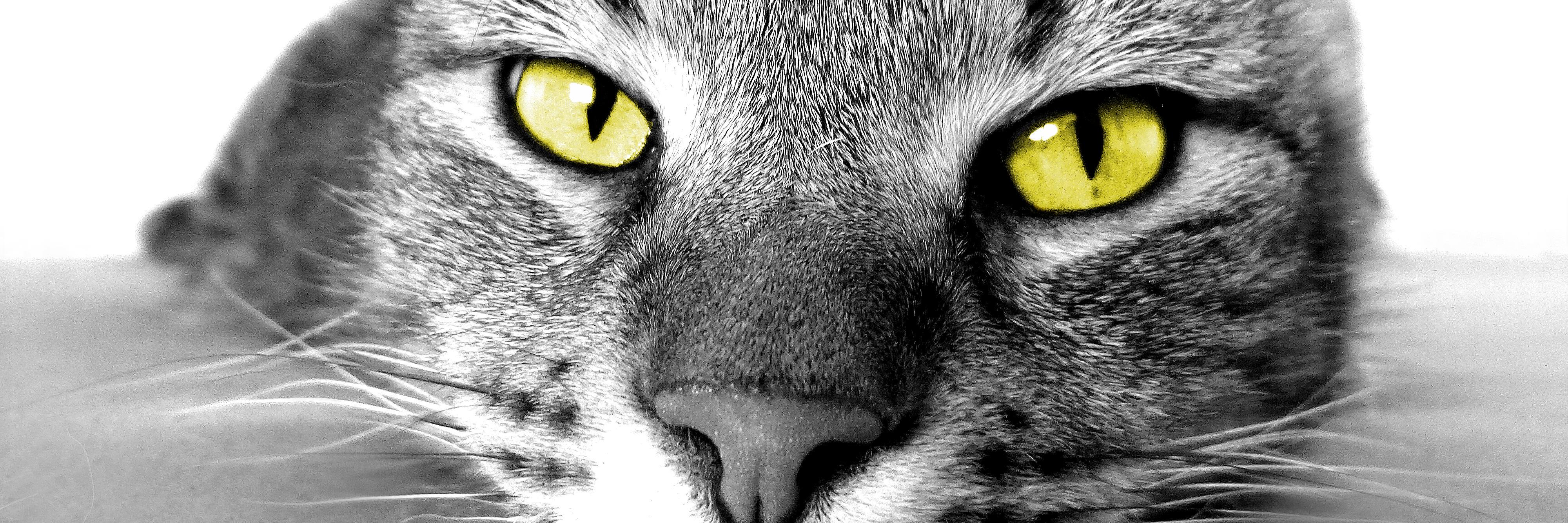 SchlappiDesign's profile banner image