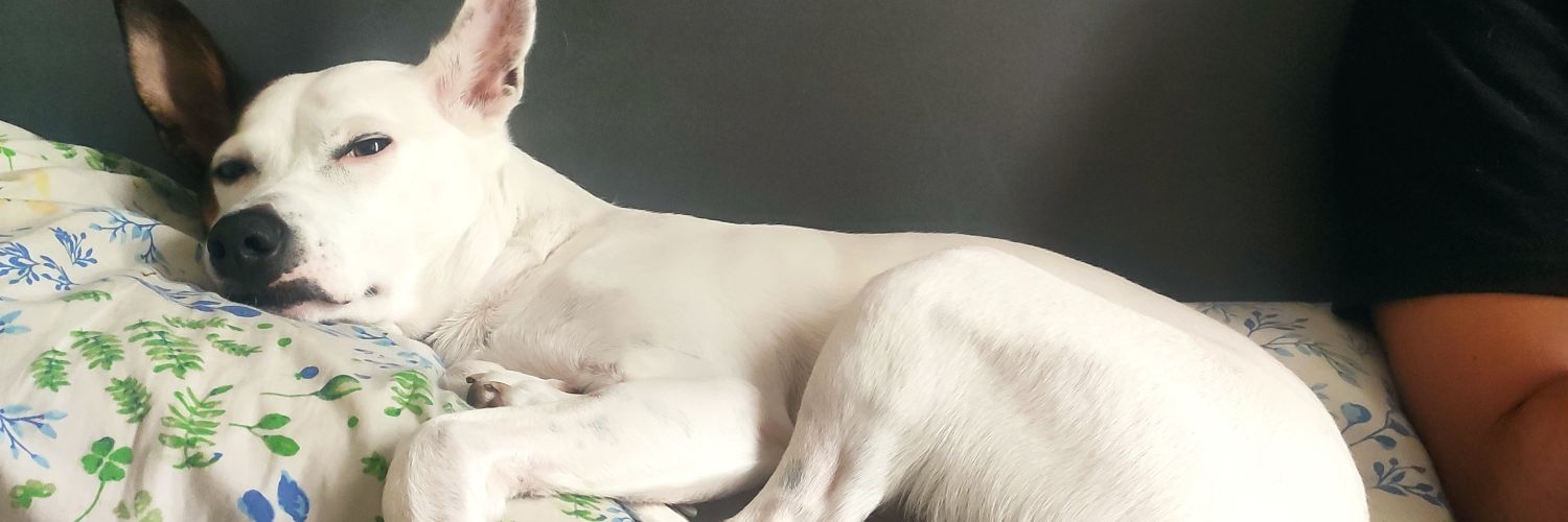 JuliPonce's profile banner image