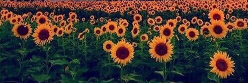 skylaar_grace's profile banner image
