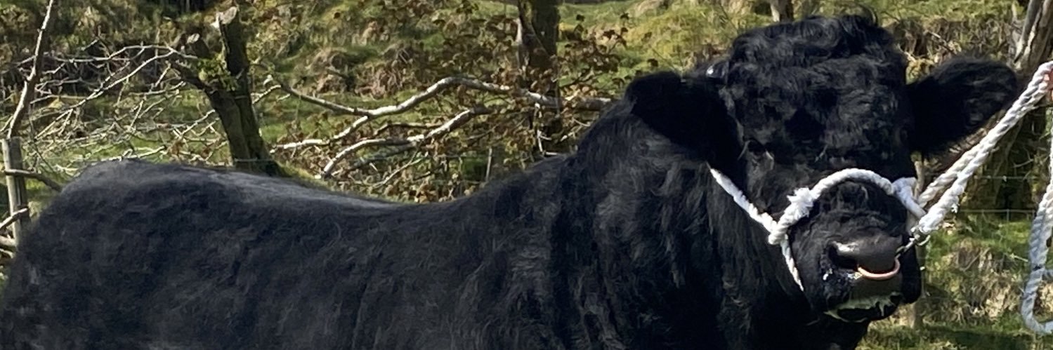 ArfonWilliams's profile banner image