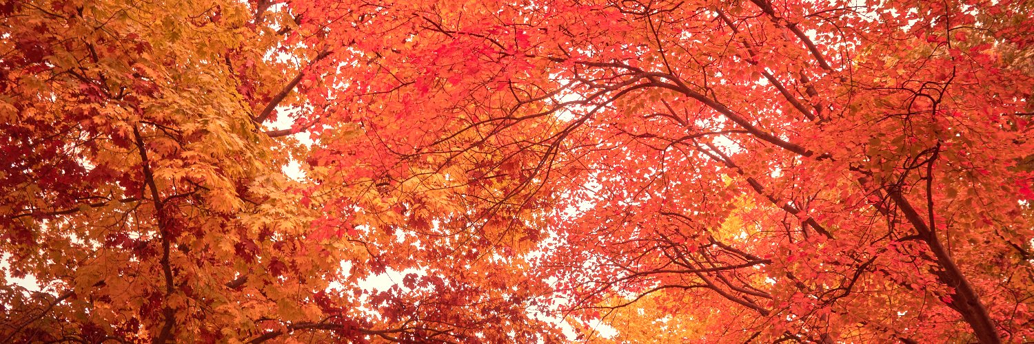 Dr. David Adelman banner