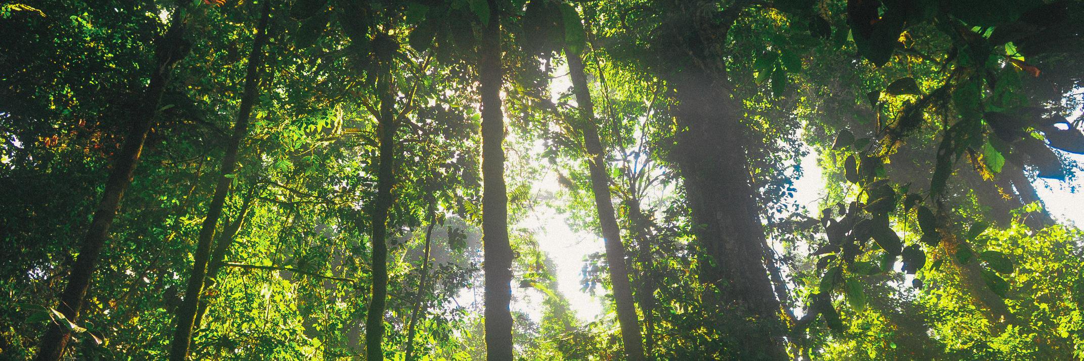 NatureLove banner