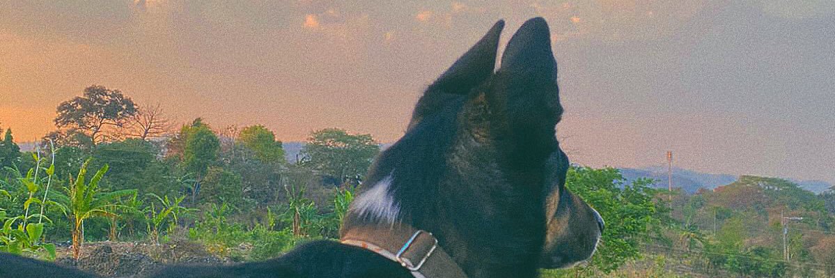 tevega_'s profile banner image