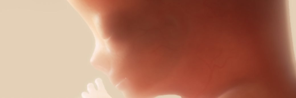 vins banner