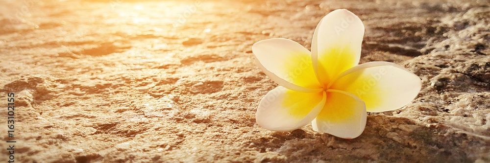 taintedhopeful's profile banner image