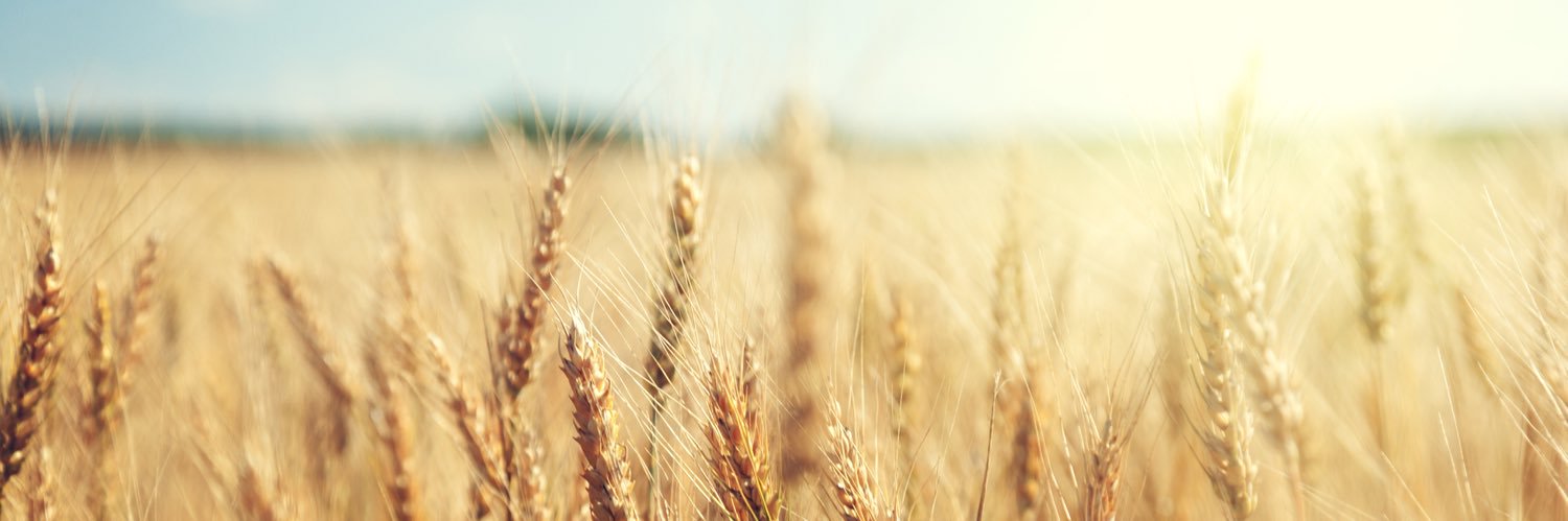 ProbableWheat's profile banner image
