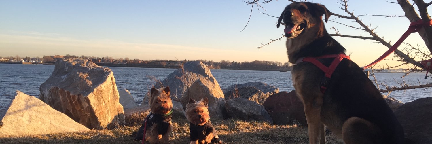 CleverPoochAcad's profile banner image