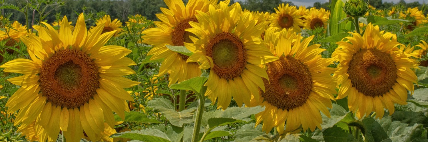 Carol Sordoni 🇨🇦 banner