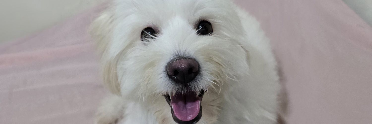 steffanievill's profile banner image