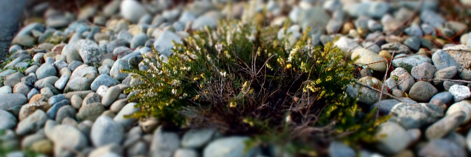 1_mad_halibut's profile banner image