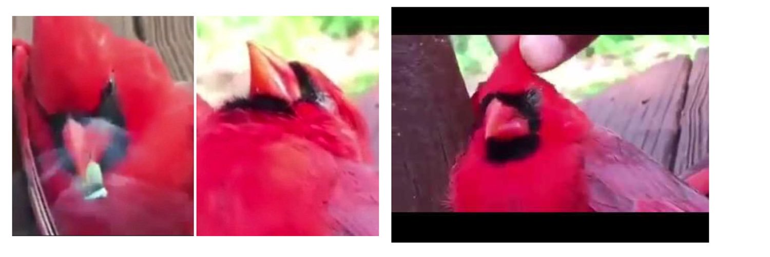 ChiefingCarls's profile banner image