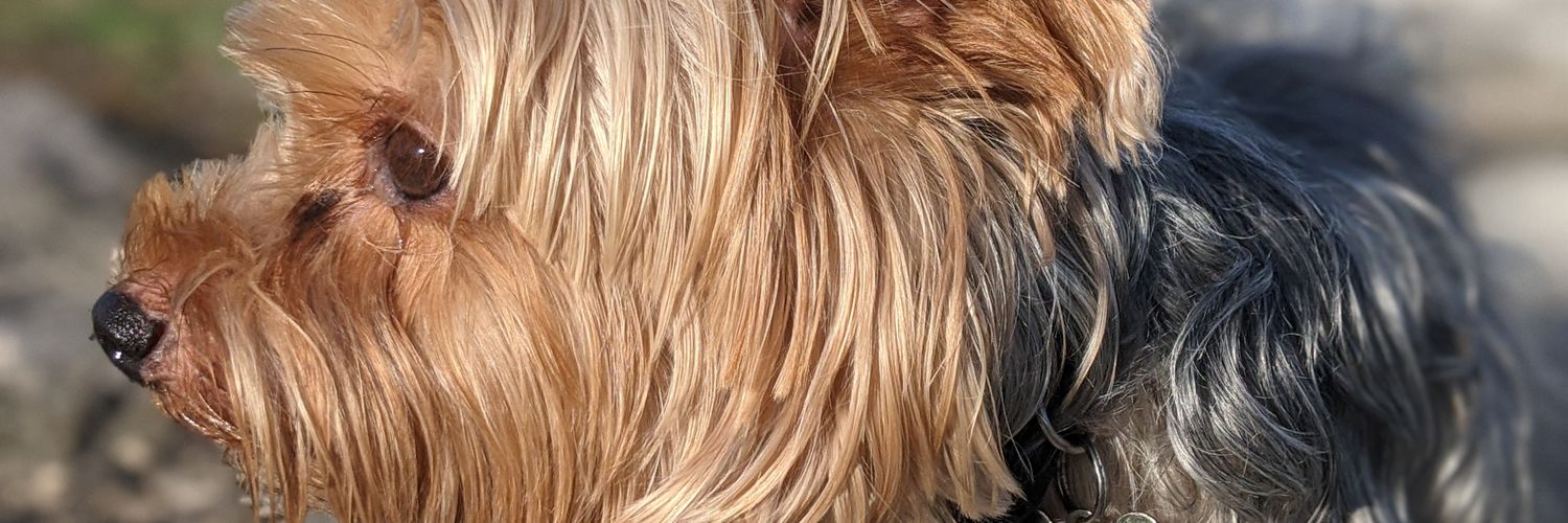 DanRenegade's profile banner image