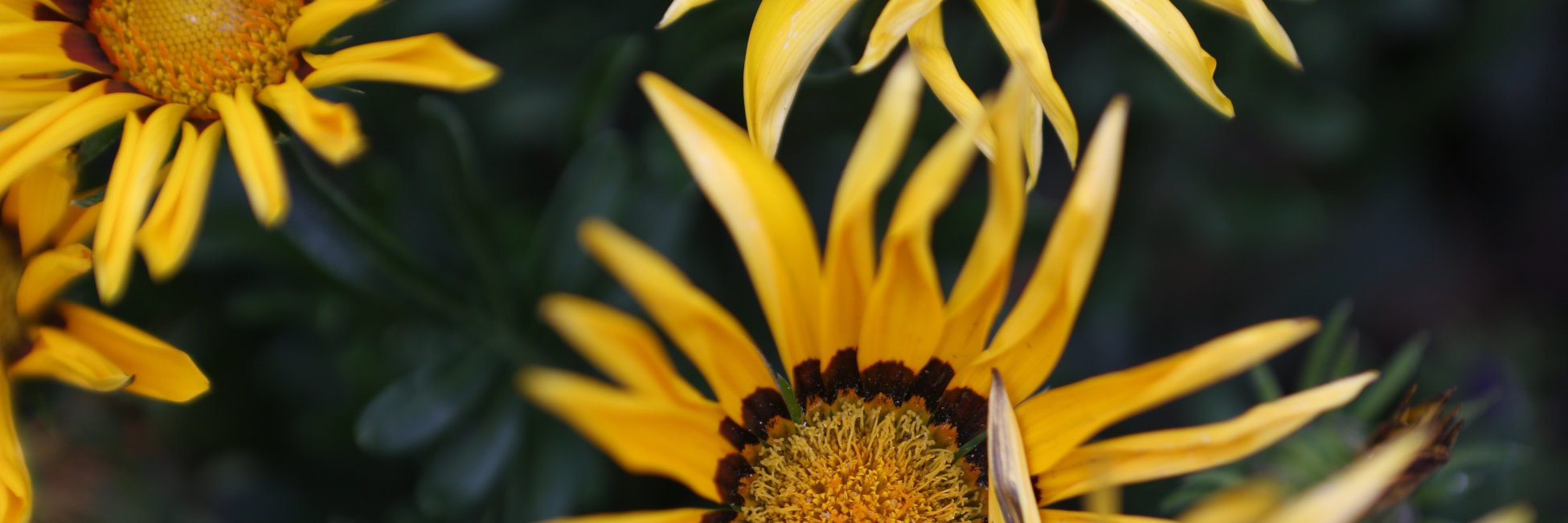 emmaginable_'s profile banner image