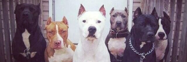 julito_sc's profile banner image
