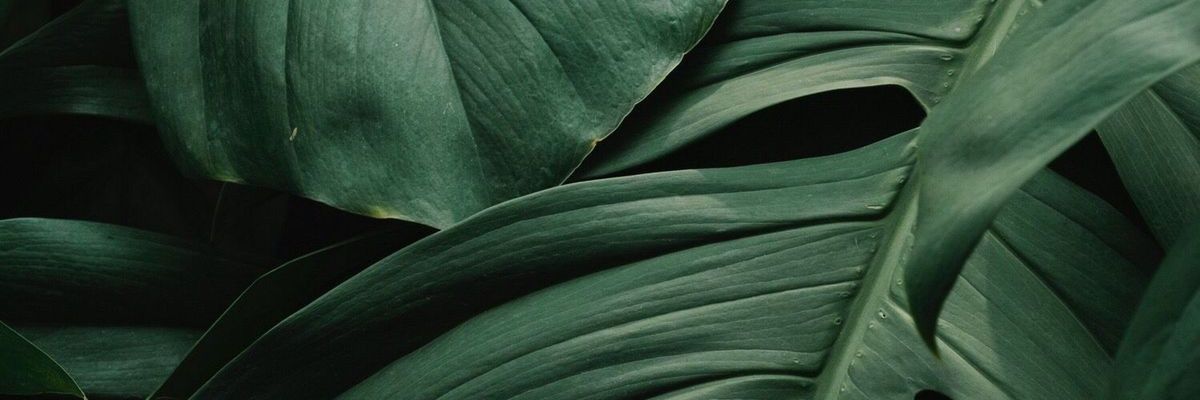 sdwiw_'s profile banner image