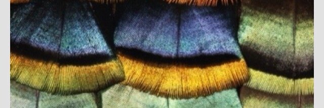 niseecup's profile banner image