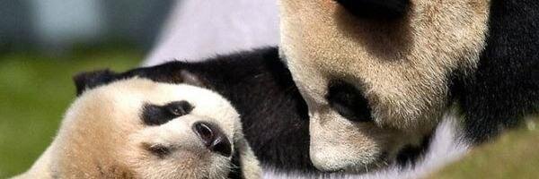 A_Pandochka's profile banner image