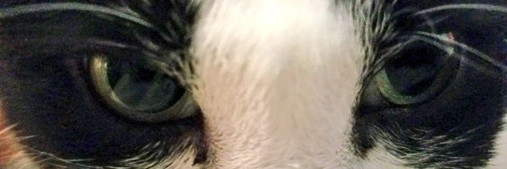 Dave McIntire banner