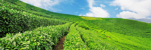 kilimokenya's profile banner image