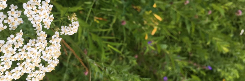 caitlinschmidt4's profile banner image