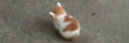garbagecat_'s profile banner image