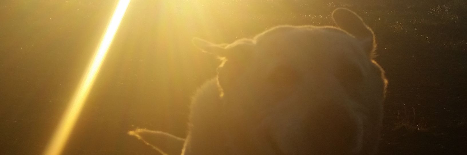 Trish_Cribbin's profile banner image