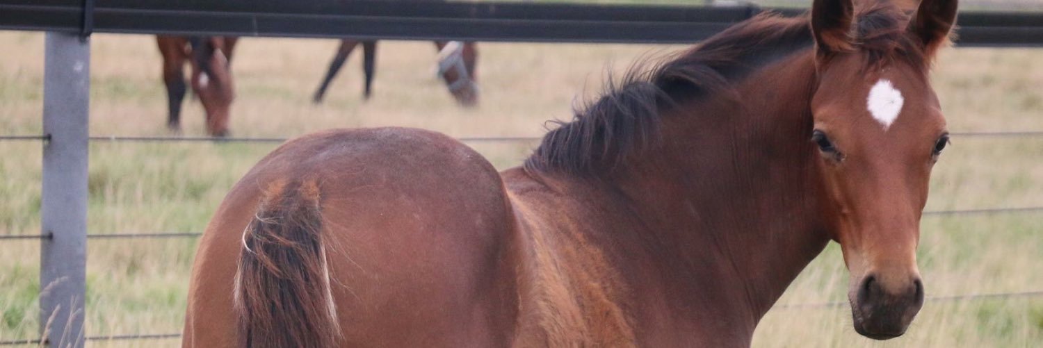 Caroline banner