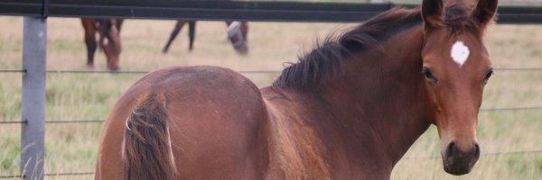 CaroSearcc Profile Banner