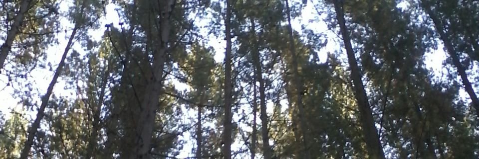 andreii mor libre banner