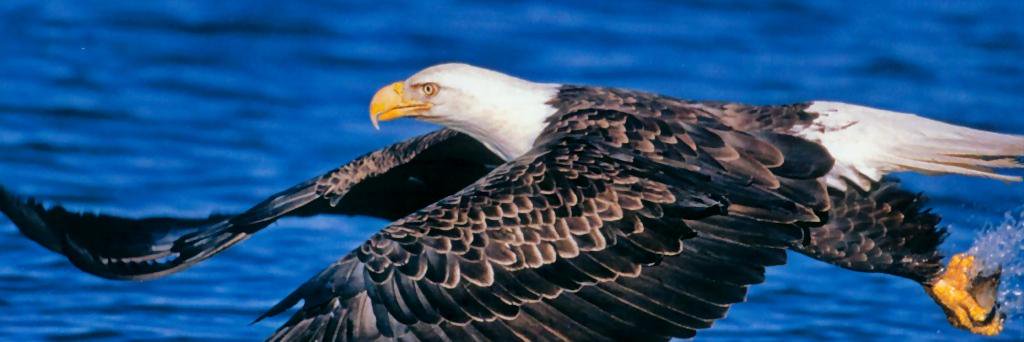 Kashif Ramzan | کاشف رمضان banner