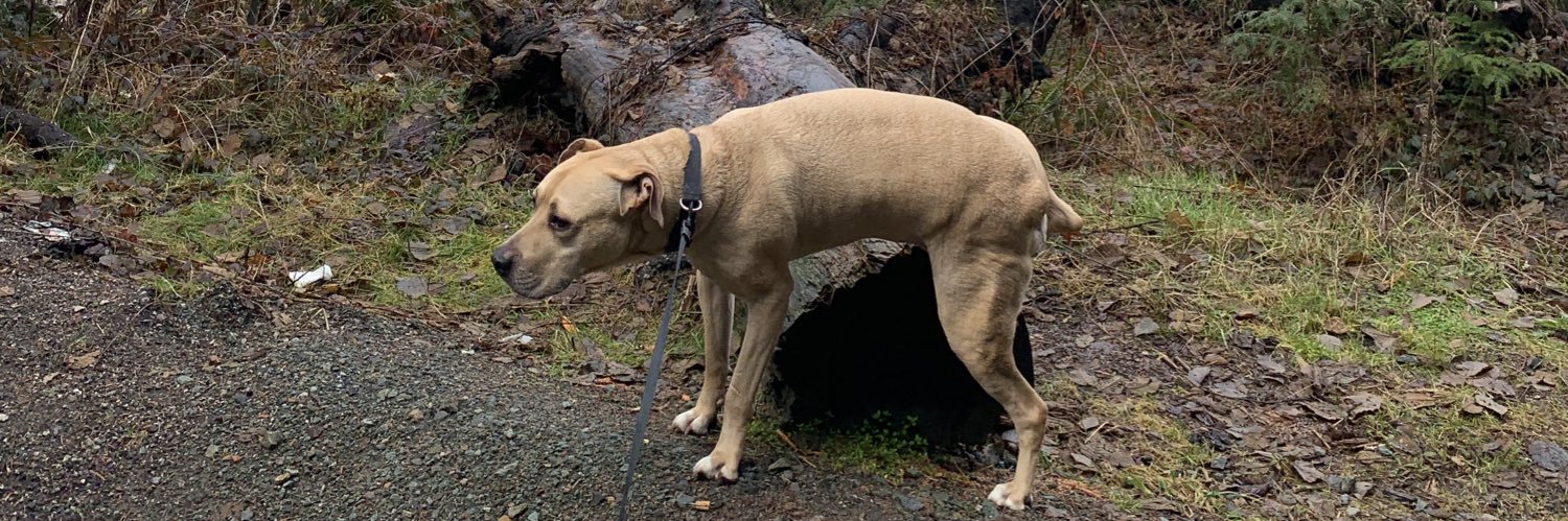CecMQui's profile banner image