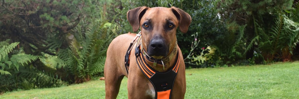 Dog_Ridgeback's profile banner image