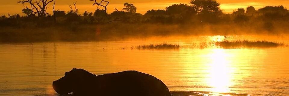 BizzarKgomotso's profile banner image