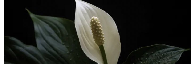 ShakiraaAdam's profile banner image