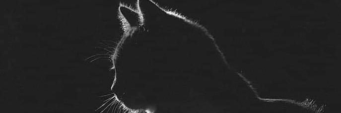 ChestellaS's profile banner image