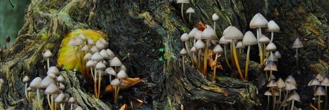 SUGARASS_blz's profile banner image