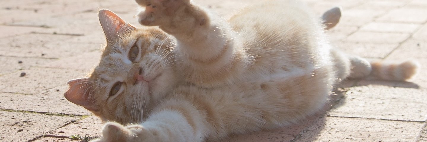 𝐋𝐮𝐯𝐢𝐚𝐧 banner