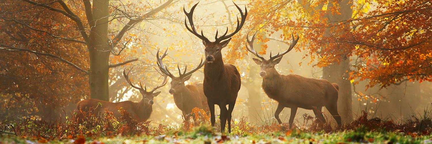 BenRigbyGame's profile banner image