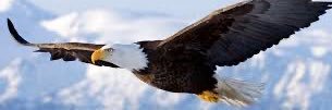 Sercan🦅 banner