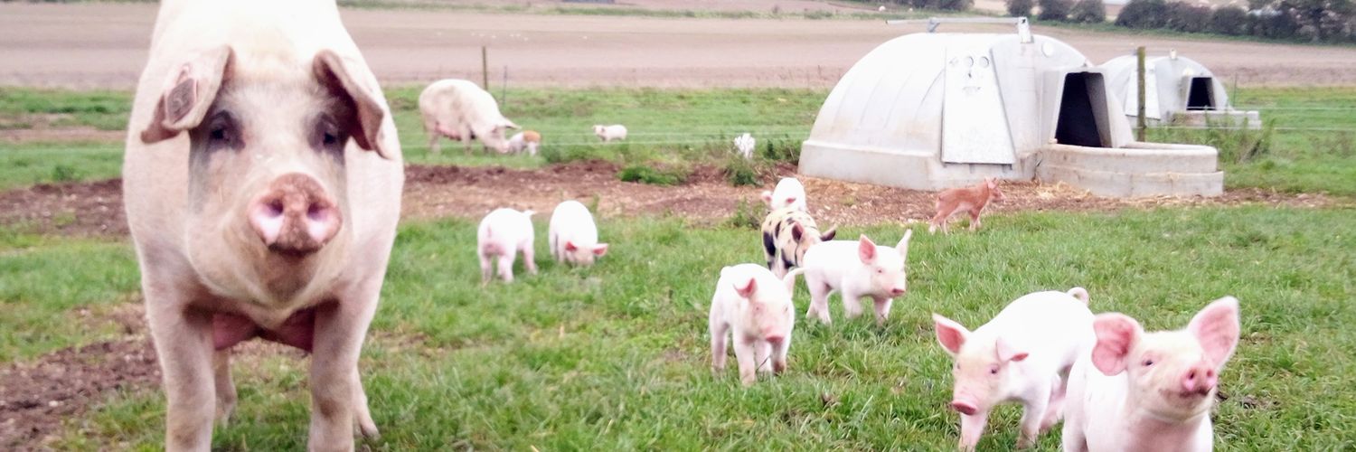 Contented Products banner