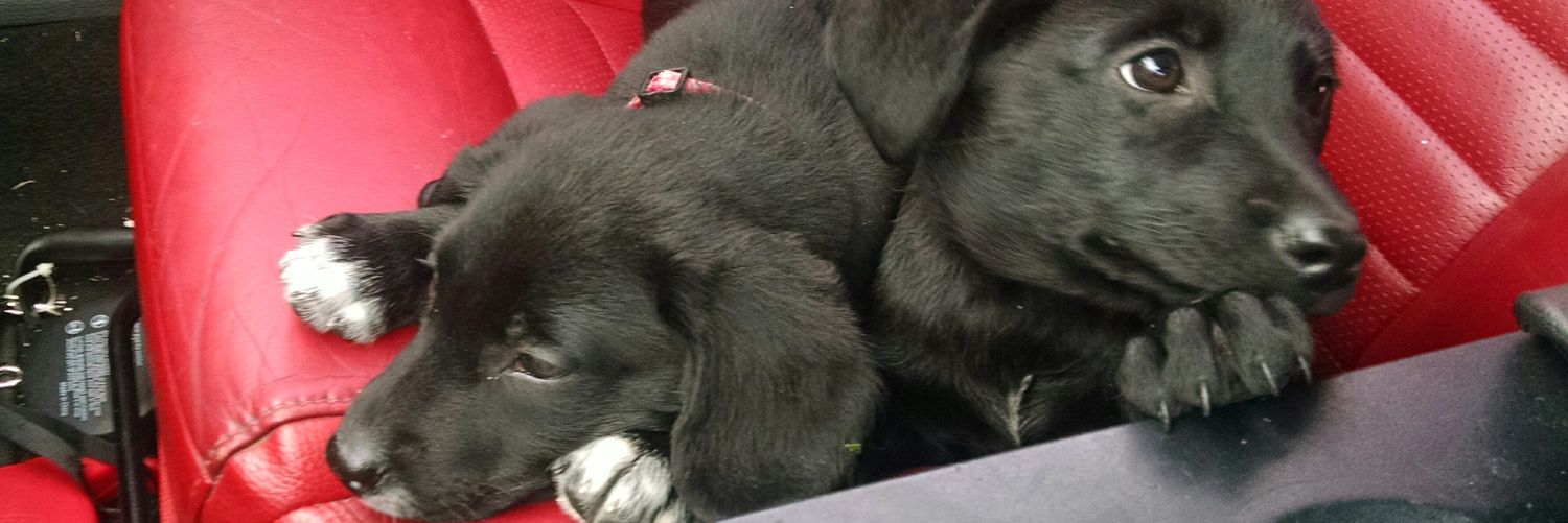 LabPupSquared's profile banner image